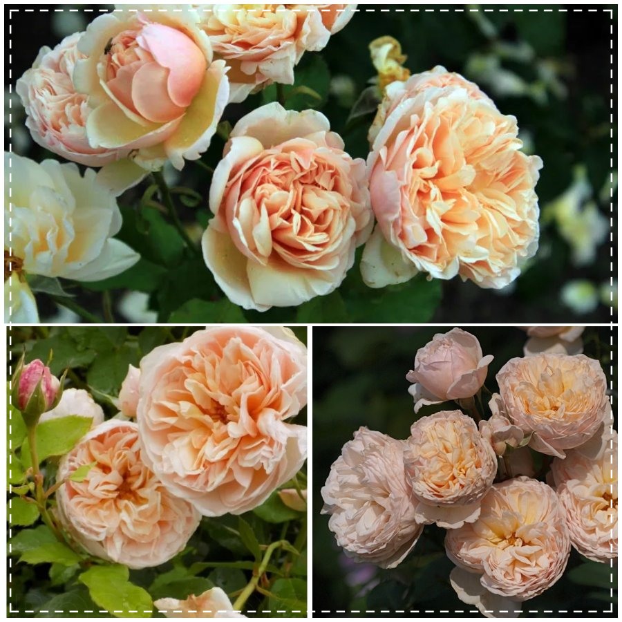 Belle Romantica róża wielkokwiatowa